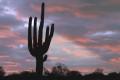Nature giant saguaro cactus arizona